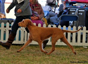 Billie in action in the Gundog Group ring.